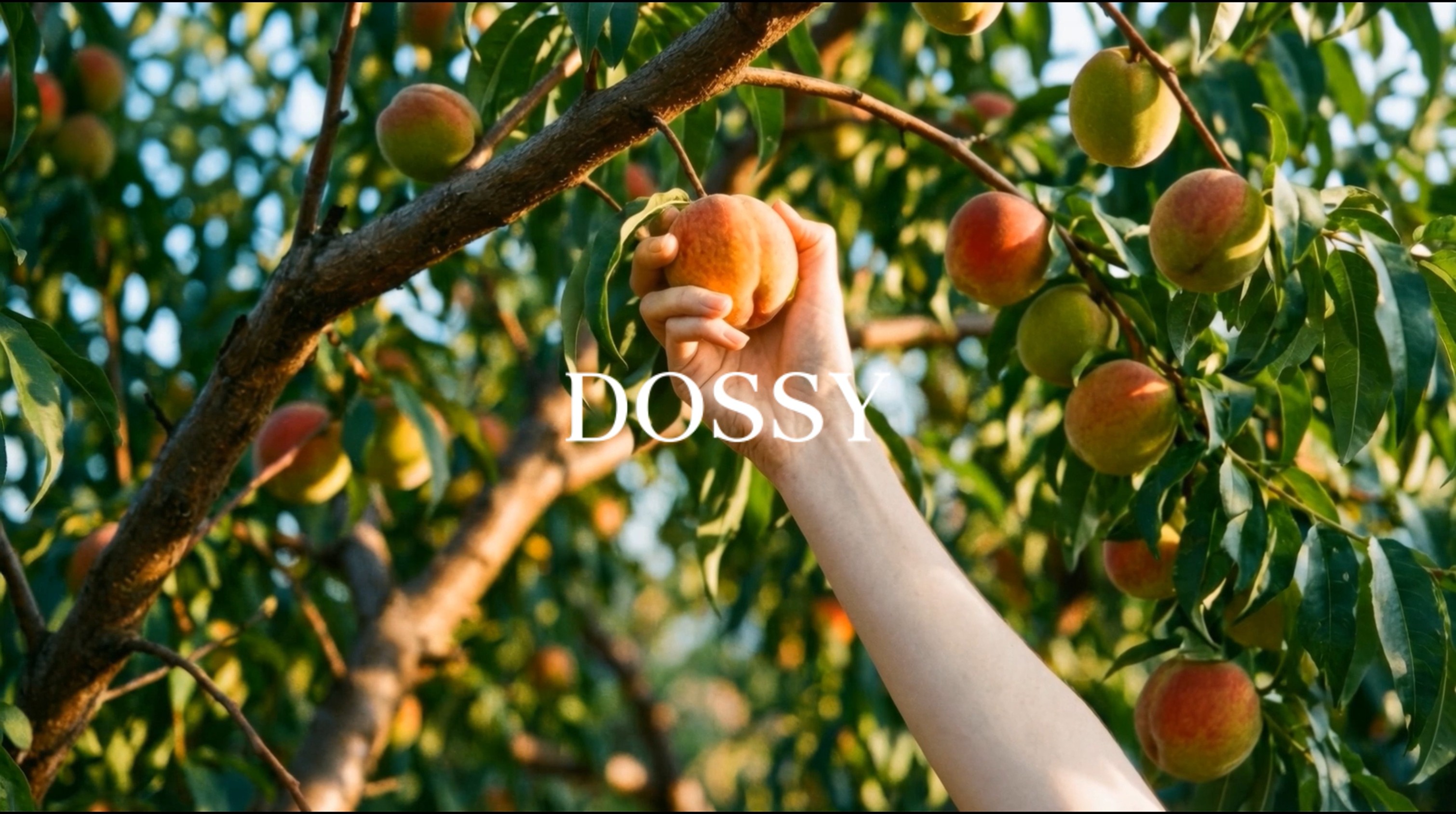 Dossy — 2026 SS Collection Brand Film AI ITVC